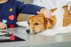 Devenez technicien d'interventions assistées par un animal