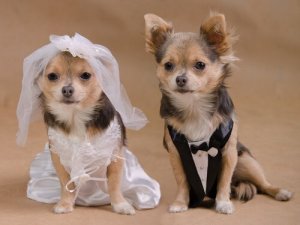 La dernière tendance :  le mariage entre chiens
