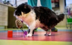 Prothèses bioniques implantées chez des chats handicapés