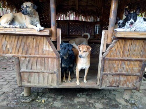 Un refuge pour animaux en Colombie