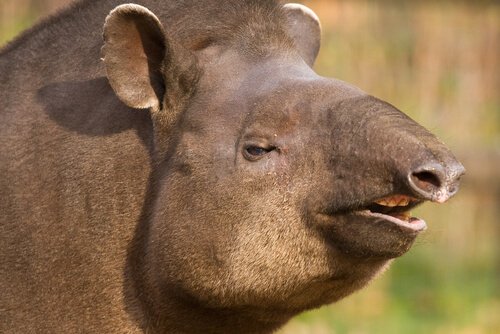 Le tapir du Brésil, un cousin du rhinocéros