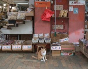 Hong-Kong, la ville amoureuse des chats