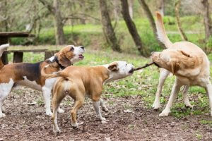 Lancer un bâton à un chien : les dangers
