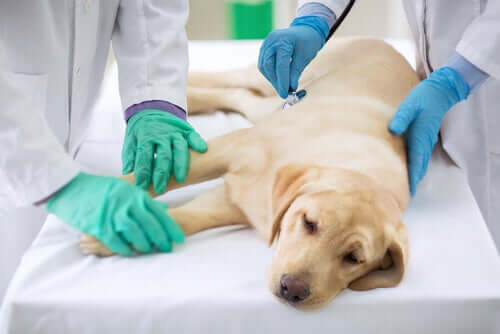 chien chez le vétérinaire pour une démodécie canine