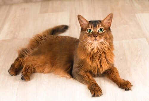 Parmi les races de chats à poils longs figure le chat somali