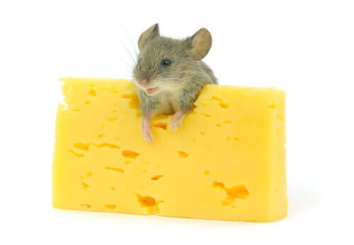 les morceaux de fromage font partie des friandises préférées des rongeurs