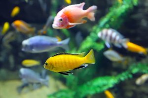 quelle est l'espérance de vie des poissons en aquarium ?