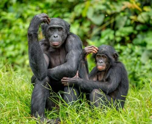 Une mère bonobo et son bébé