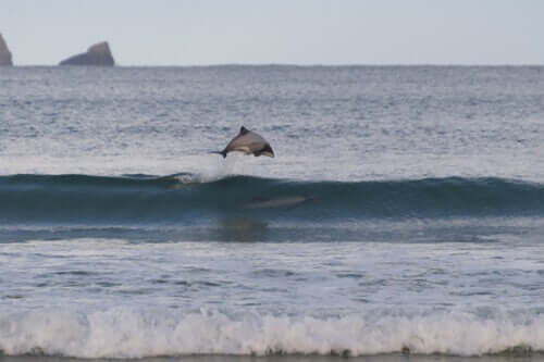 Un dauphin à nez blanc qui saute au dessus d'une vague