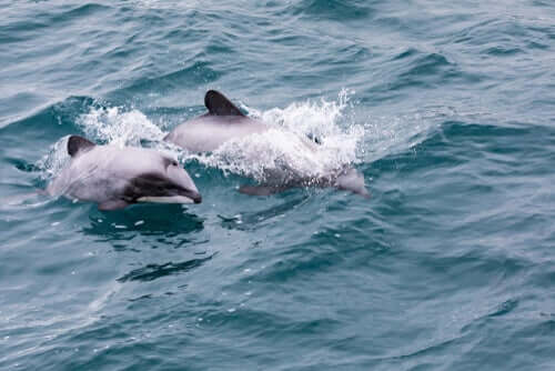 Le dauphin à nez blanc en Nouvelle-Zélande