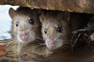 L'intelligence et le cerveau des rats