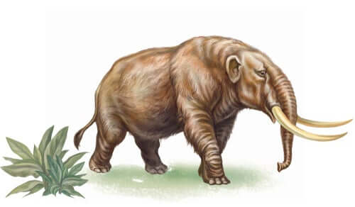 Découvrez l'histoire du mastodonte