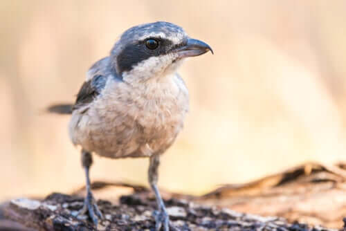 La pie-grièche grise : un oiseau carnassier