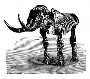 Le schéma d'un squelette de mastodonte