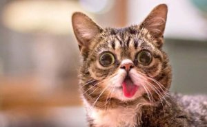 Lil Bub, un des animaux les plus célèbres de Facebook