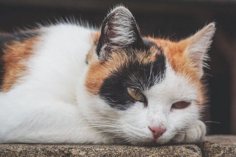 L'anémie chez les chats : comment la détecter ?
