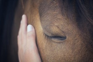 Les chevaux peuvent ressentir les émotions humaines