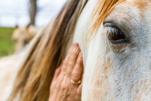Les chevaux interprètent les émotions humaines