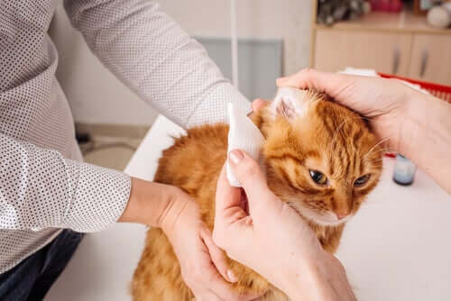 Il est essentiel de bien nettoyer les oreilles d'un chat