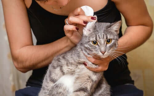 Comment nettoyer les oreilles d'un chat ?