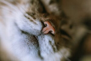 Respiration difficile chez les chats : que faire ?
