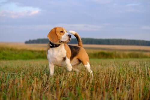 Un chien de chasse dans la nature exposé au risque de l'écoulement oculaire