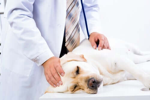 Un chien examiné par un vétérinaire pour cause de perte de poids
