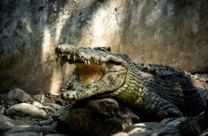 5 virus affectant les crocodiles