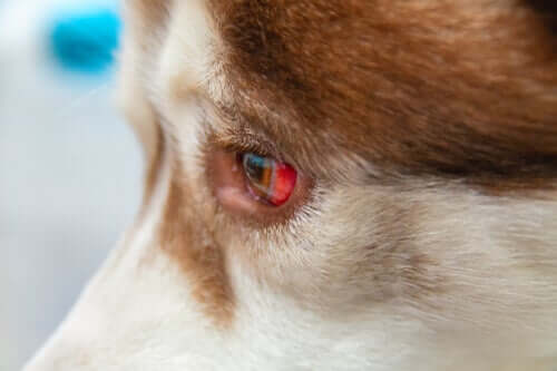 Écoulement oculaire chez les chiens : comment le traiter ?