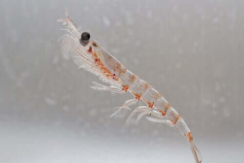 L'importance du krill dans les écosystèmes océaniques