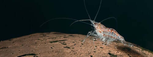 Un krill dans les profondeurs de l'océan