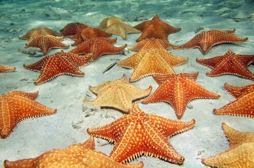 Un groupe d'étoiles de mer, qui sont des échinodermes