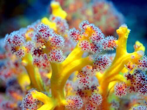 Qu'est-ce que les coraux mous marins ?