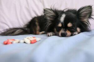 L'euthanasie des animaux de compagnie : pourquoi, quand et comment