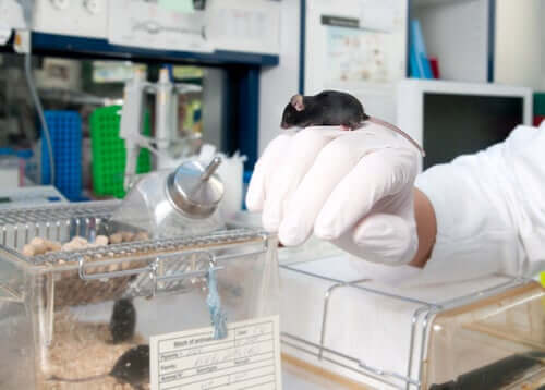 Une souris de laboratoire sur une main
