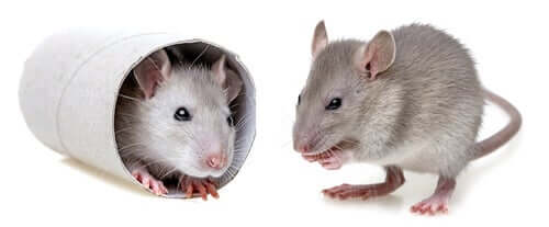 Deux souris de laboratoire