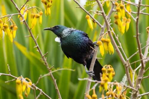 Le tui : un oiseau avide des fleurs en Nouvelle-Zélande