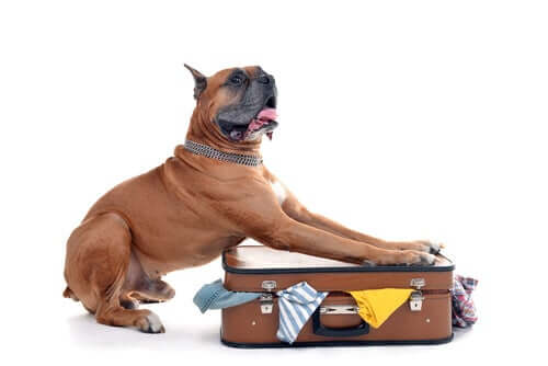 Aspects juridiques du passage d'un chien à la douane