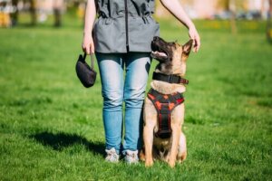 Les différences entre un chien bien élevé et un chien médiateur