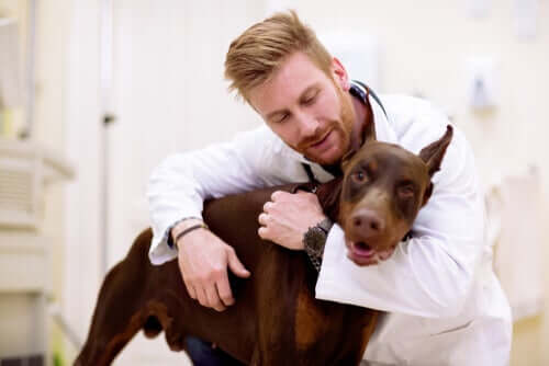 Un chien chez le vétérinaire pour cause de maux d'estomac