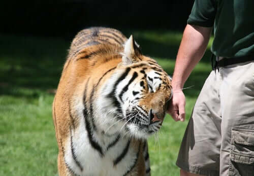 Les tigres figurent parmi les prédateurs sauvages