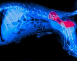 Prendre soin de la dysplasie de la hanche de votre chien