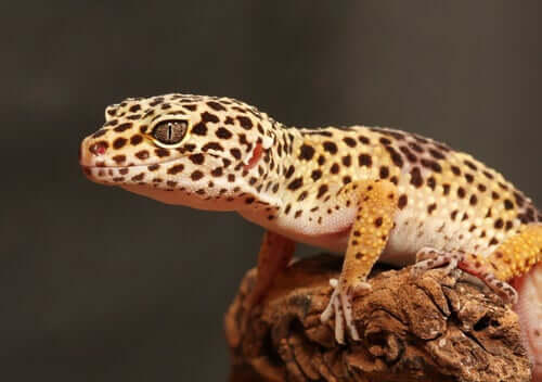 Gecko léopard : élevage et conception du terrarium