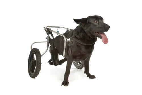 Un fauteuil roulant pour chien souffrant de dysplasie de la hanche