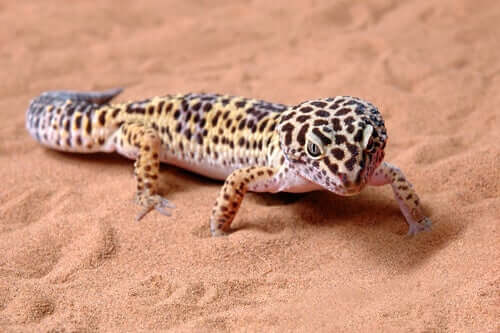 Un gecko léopard en terrarium