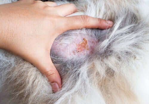 Un chien souffrant d'infections cutanées
