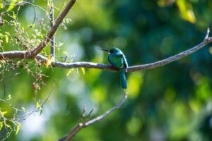L'oiseau jacamar : caractéristiques et curiosités