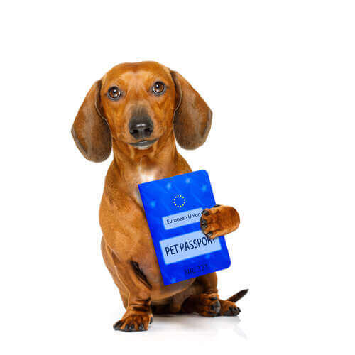 Un chien tenant son passeport européen pour passer à la douane