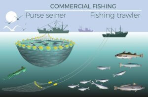 Les différentes formes de pêche du merlu
