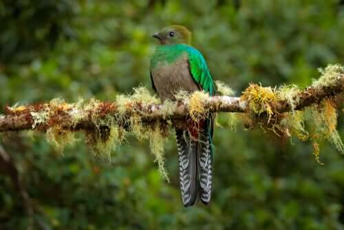 Un quetzal femelle
